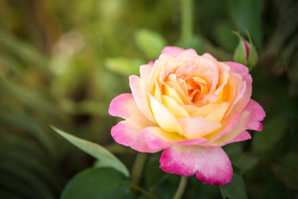 istock Beautiful pink roses with morning sunlight on a natural background blurred 1065240560