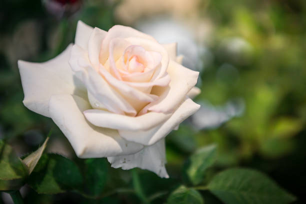istock Beautiful white roses with morning sunlight on a natural background blurred 1065240580