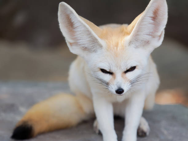 istock fennec fox, Desert fox, or Vulpes Zerda, alert beautiful small animal. 1065240600