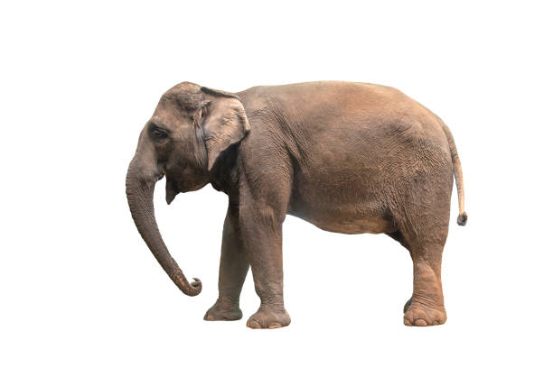 istock Asian elephant isolated on white background 1065240860