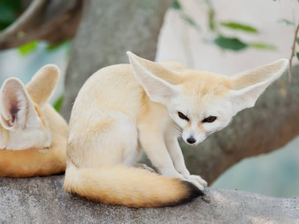 istock fennec fox, Desert fox, or Vulpes Zerda, alert beautiful small animal. 1065240864