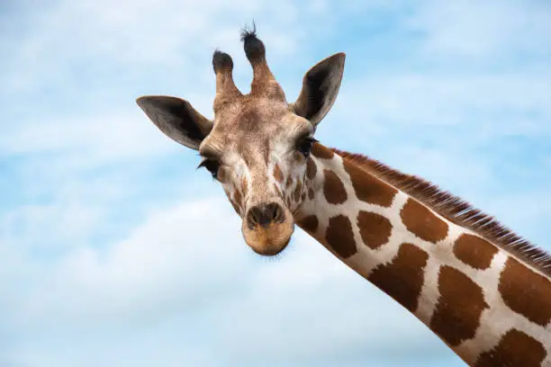 Photo of Closeup giraffe on blue sky background