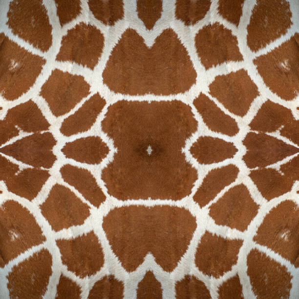 istock Closeup giraffe skin for the background 1065241008