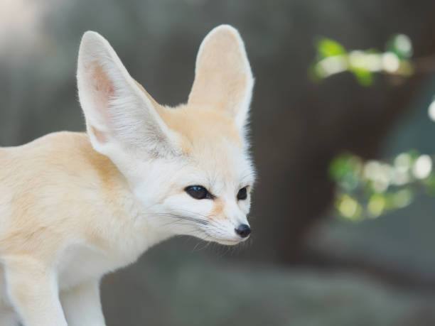 istock fennec fox, Desert fox, or Vulpes Zerda, alert beautiful small animal. 1065241098