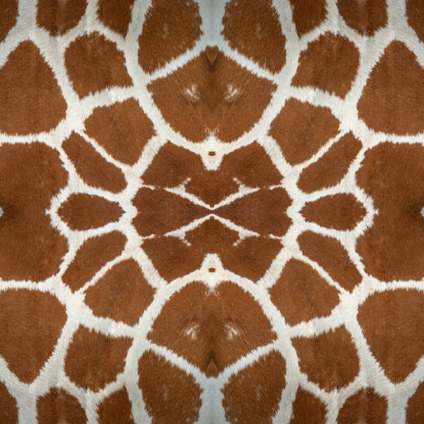istock Closeup giraffe skin for the background 1065241104