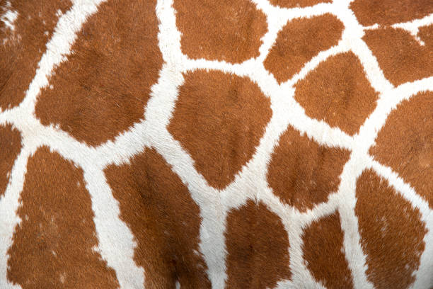 Details of giraffe skin pattern  - Masai Mara - Kenya
