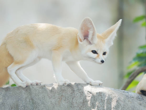istock fennec fox, Desert fox, or Vulpes Zerda, alert beautiful small animal. 1065241122