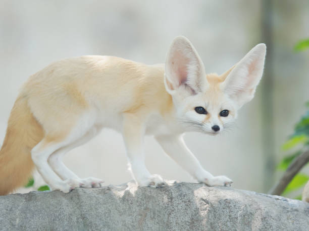 istock fennec fox, Desert fox, or Vulpes Zerda, alert beautiful small animal. 1065241166