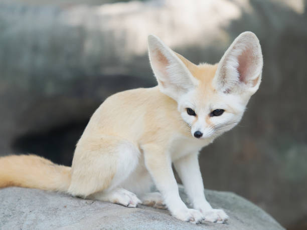 fennec fox, Desert fox, or Vulpes Zerda, alert beautiful small animal.