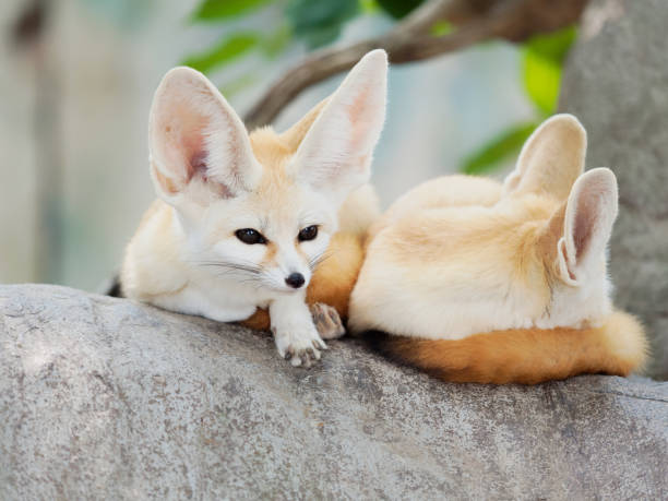 istock fennec fox, Desert fox, or Vulpes Zerda, alert beautiful small animal. 1065242610