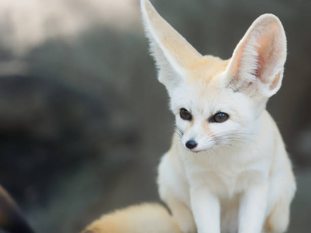 istock fennec fox, Desert fox, or Vulpes Zerda, alert beautiful small animal. 1065242644