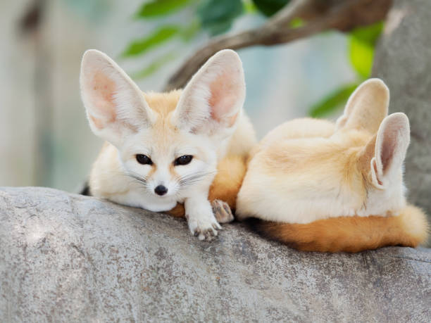 istock fennec fox, Desert fox, or Vulpes Zerda, alert beautiful small animal. 1065242696