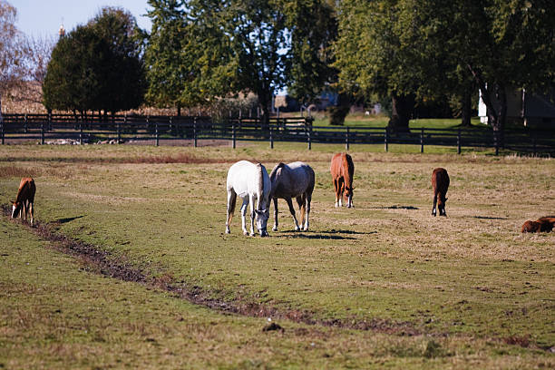 Horses grazing in a meadow  uffington horse stock pictures, royalty-free photos & images