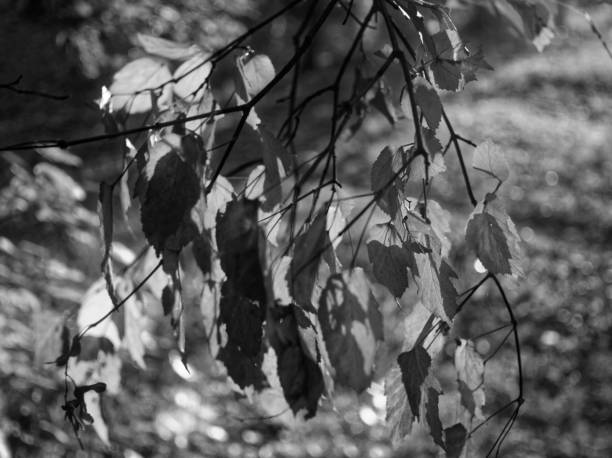istock birch leaves in the garden in summer 1065249924