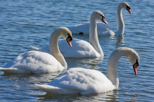 Mute swan (Cygnus olor), swan bird swims in the lake in the rays of the setting sun