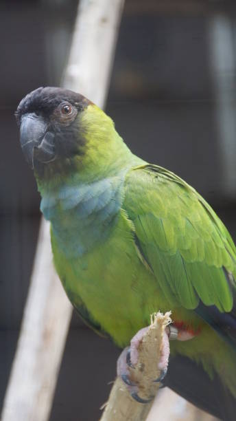 istock The nanday parakeet, also known as the black-hooded parakeet or nanday conure, is a medium-small, mostly green, Neotropical parrot 1065252332