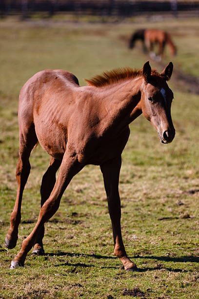 fohlen horsing um in das feld - uncoordinated stock-fotos und bilder