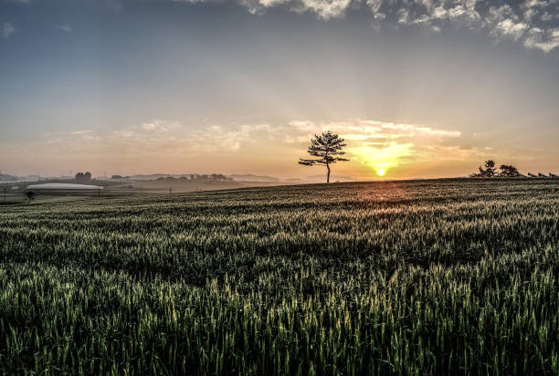 Sun rises over barley fields