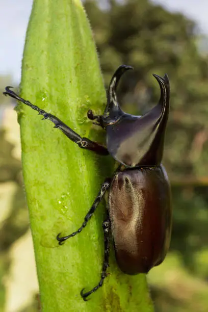 Photo of Dynastinae in nature