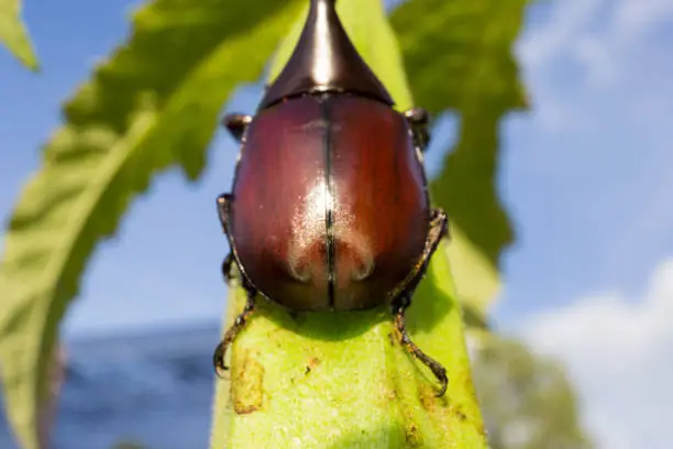 Photo of Dynastinae in nature