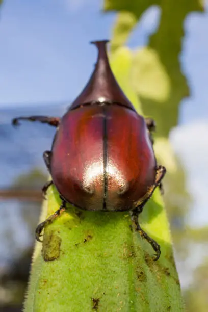 Photo of Dynastinae in nature