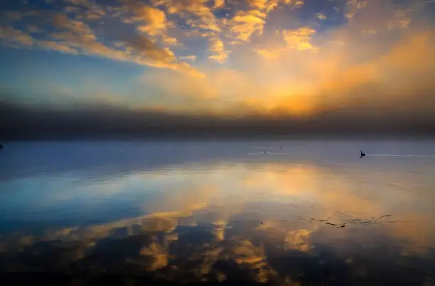 fog and mist make the swan lake a fairy land
