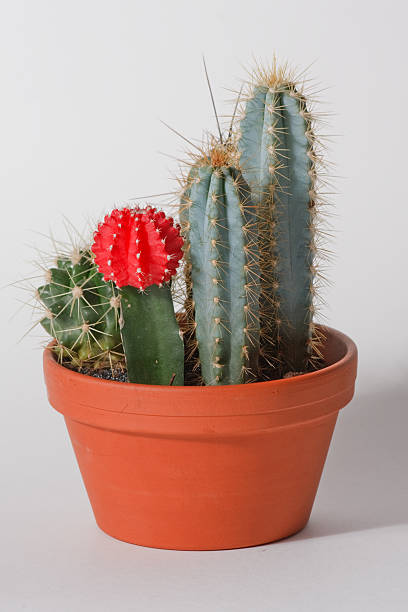istock Cactus plants in a clay pot 106526492