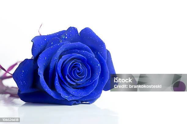 Foto de Amarelo Em Tons De Rosa Com Fundo Branco e mais fotos de stock de Azul - Azul, Rosa - Flor, Gota - Líquido