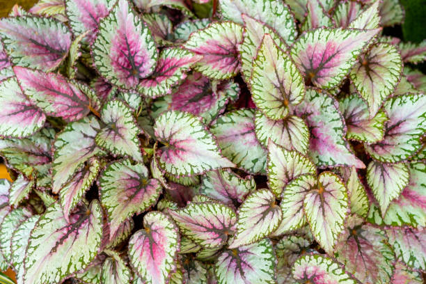 foglie di begonia, rex-cultorum - begonia foto e immagini stock