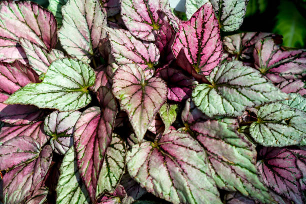 Begonia leaves, rex-cultorum Begonia leaves  rex-cultorum begoniaceae stock pictures, royalty-free photos & images