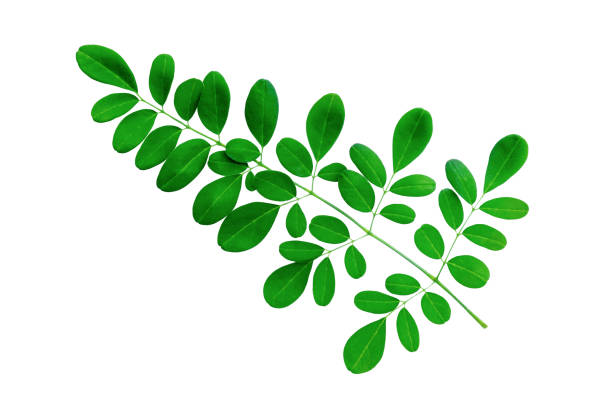istock Green leaves isolated on a white background. File contains with clipping path. 1065267550