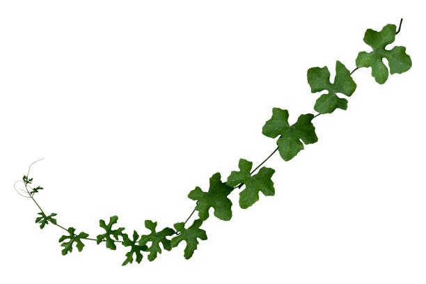 istock vine plant isolated on white background. Clipping path 1065267890
