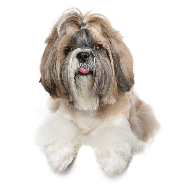 istock Shih tzu dog portrait on white 106526852