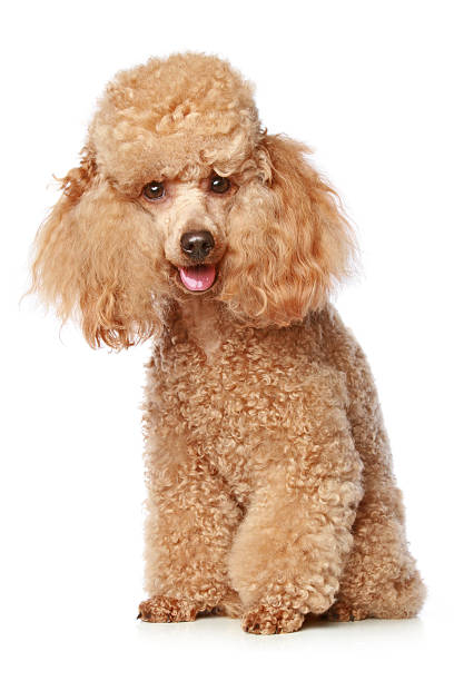 istock Apricot poodle puppy 106526862