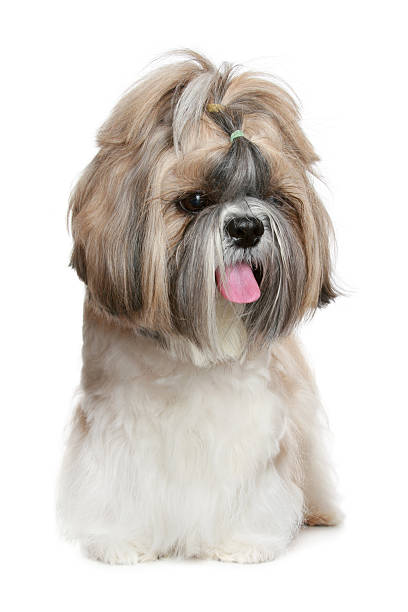 istock Shih tzu dog portrait on white 106526863