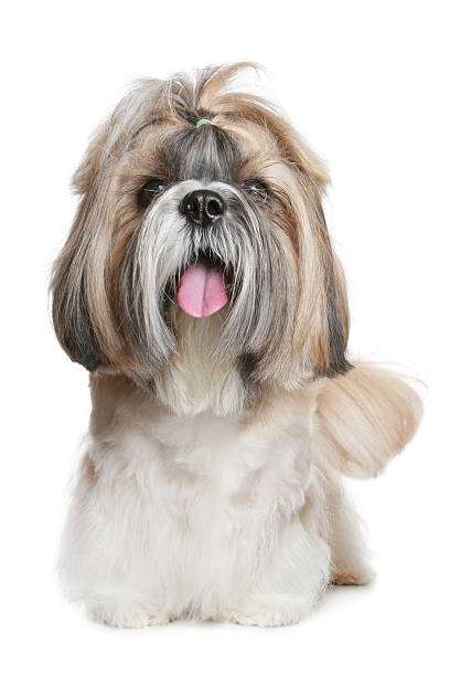 istock Shih tzu dog portrait on white 106526870