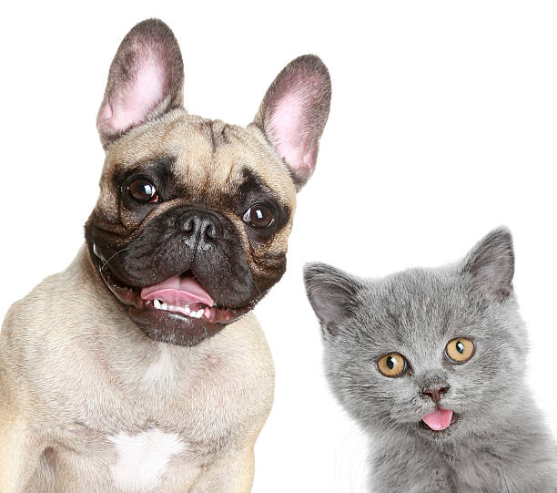 istock French bulldog and grey kitten 106526899