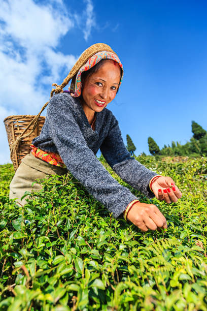 istock Indian pickers plucking tea leaves in Darjeeling, India 1065270794