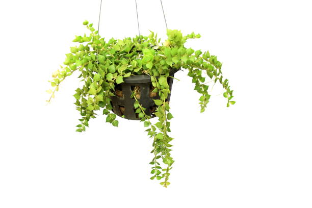 istock green plant hanging isolated collection on white background 1065270938