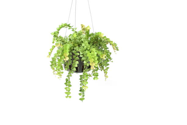 istock green plant hanging isolated collection on white background 1065270948