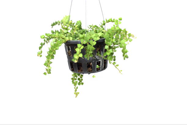 istock green plant hanging isolated collection on white background 1065271008