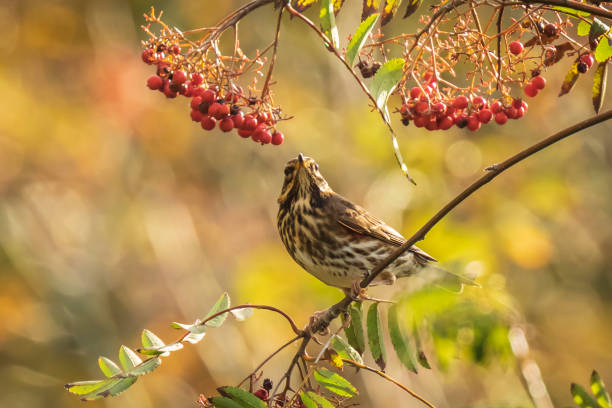 istock Redwing Turdus iliacus bird, eating berries in a forest 1065271040