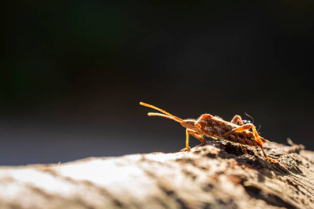 Western conifer seed bug insect, Leptoglossus occidentalis, or WCSB, crawling on wood in bright sunlight