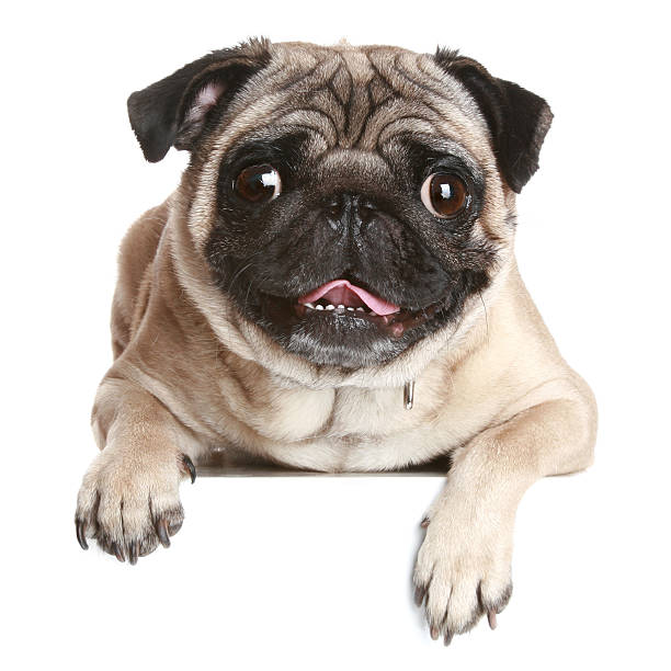 istock Pug dog on white banner 106527166