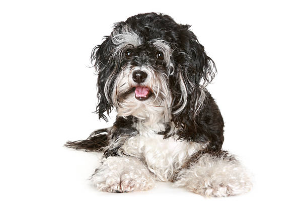 istock Black and white maltese dog 106527272