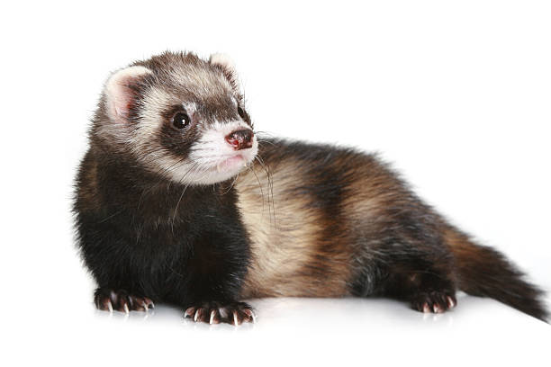 istock Ferret Mustela putorius furo on white background 106527278