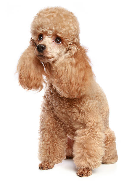 istock Apricot poodle puppy 106527286