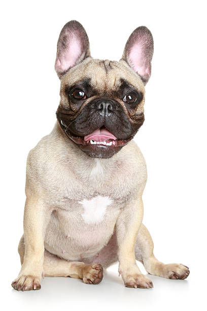 istock Happy French bulldog 106527296