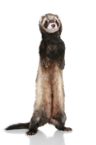 Ferret (Mustela putorius furo) on a white background