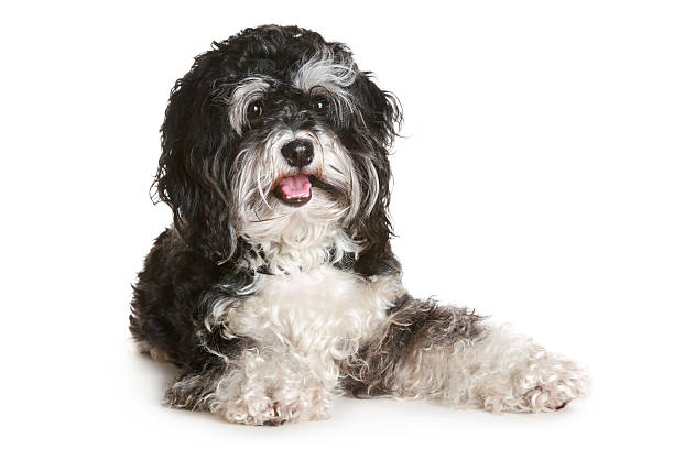 istock Black and white maltese dog 106527368